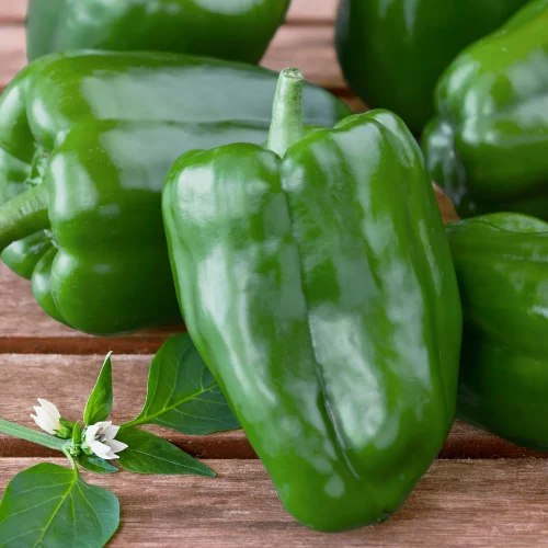 Bell Pepper Rlqiz63v9zbjzjmldpzku3pxrp9xxjnsv7lx1gzr7s